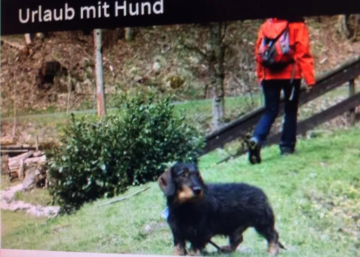 Romy 布劳恩拉格